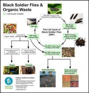 How Black Soldier Flies can be utilized for business and to manage organic waste