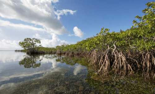 manfaat pohon mangrove