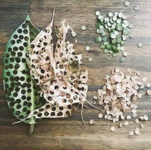 Confetti yang terbuat dari daun yang dibolongi. Sumber: Pinterest