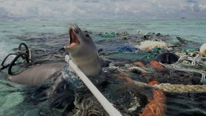 Anjing laut yang terjebak di jala ikan yang ditinggalkan begitu saja di laut. Kredit foto: tedxgp/Flickr